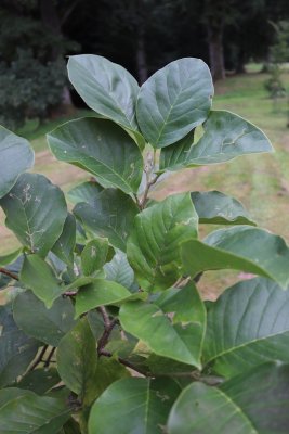 Magnolia x 'Solar Flair' - šácholan - listy